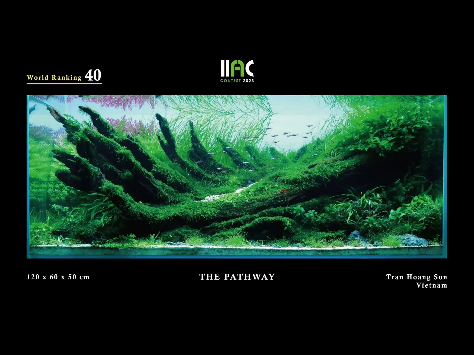 THE PATHWAY - IIAC 2023 #40 Tran Hoang Son / Vietnam